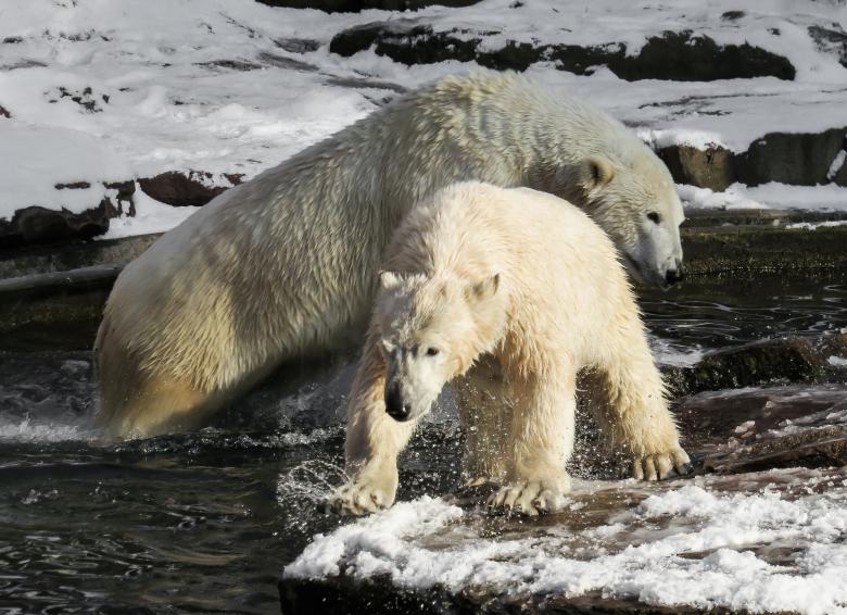Free stock image of Polar Bear created by Pixabay