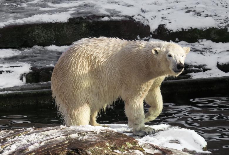 Free stock image of Polar Bear created by Pixabay