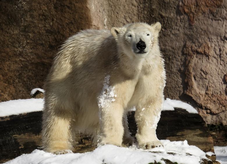 Free stock image of Polar Bear created by Pixabay