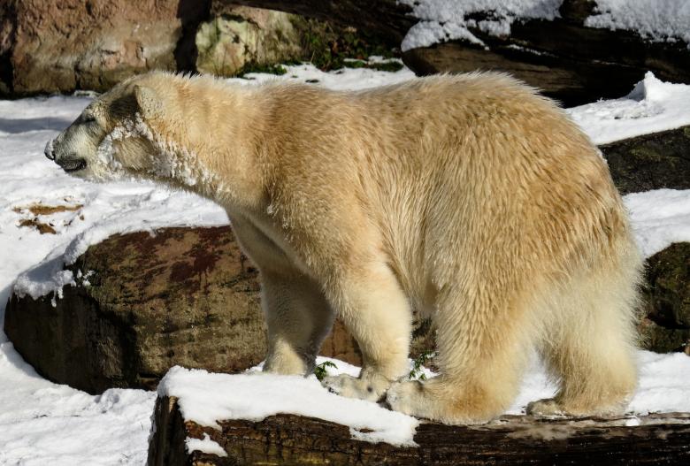 Free stock image of Polar Bear created by Pixabay