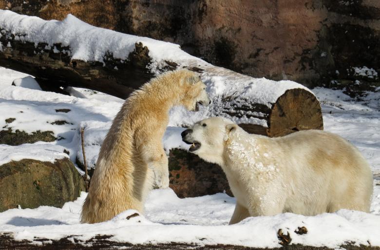 Free stock image of Polar Bear created by Pixabay
