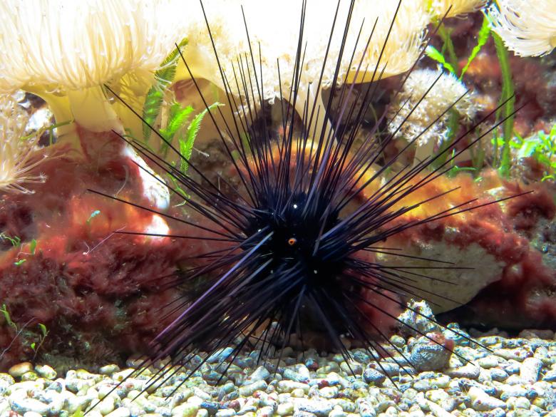 Free stock image of Sea Urchins created by Pixabay