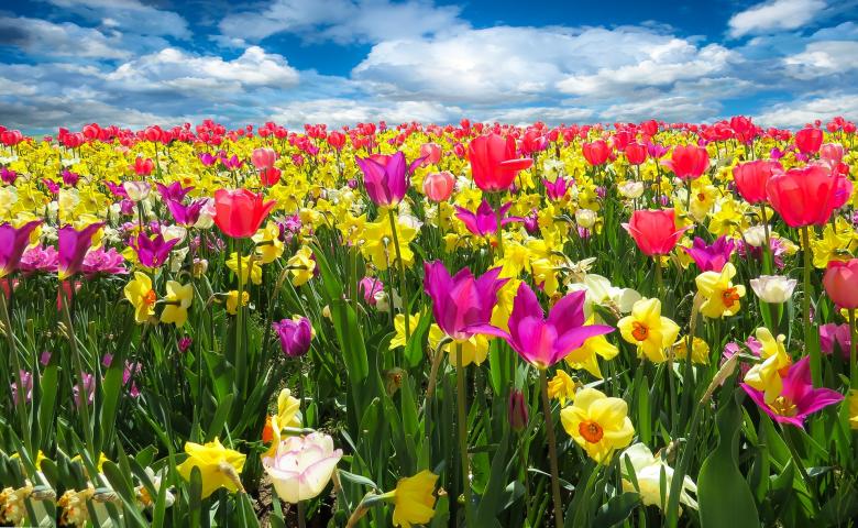 Free stock image of Spring Awakening created by Pixabay