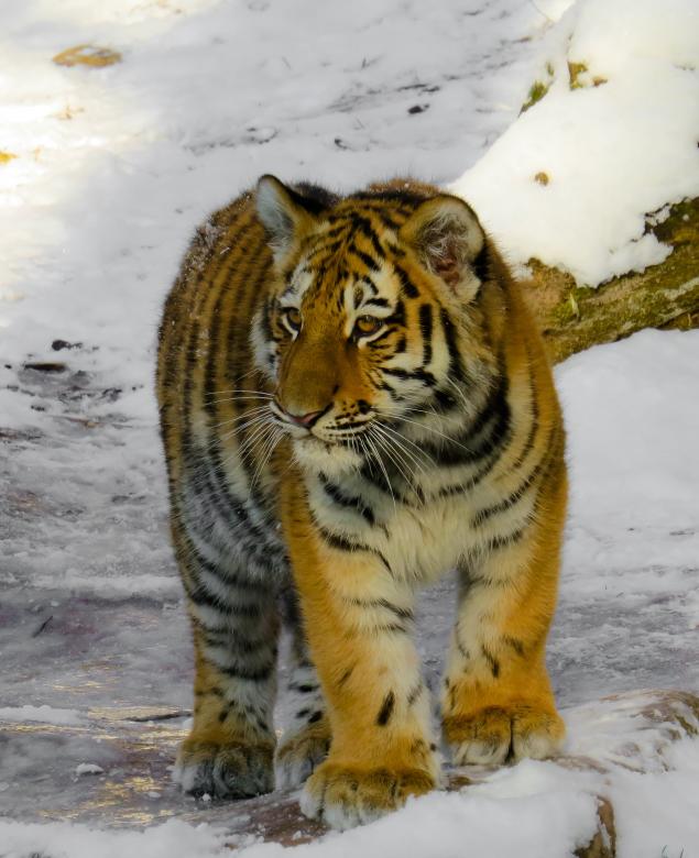 Free stock image of Bengal Tiger created by Pixabay