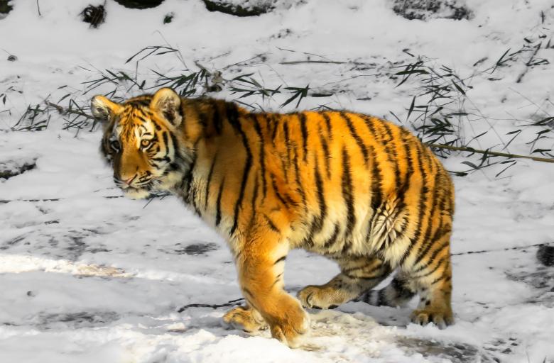 Free stock image of Bengal Tiger created by Pixabay