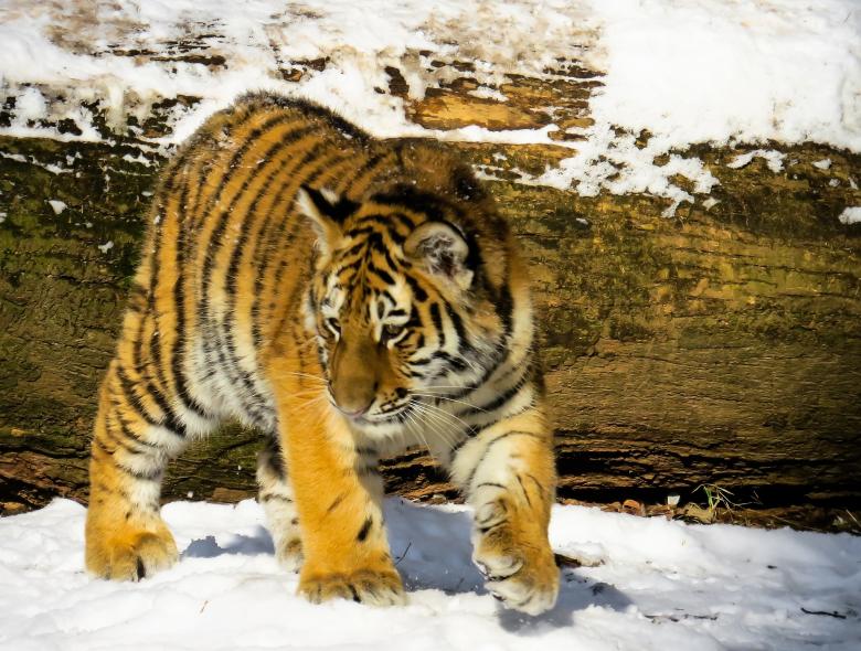 Free stock image of Bengal Tiger created by Pixabay