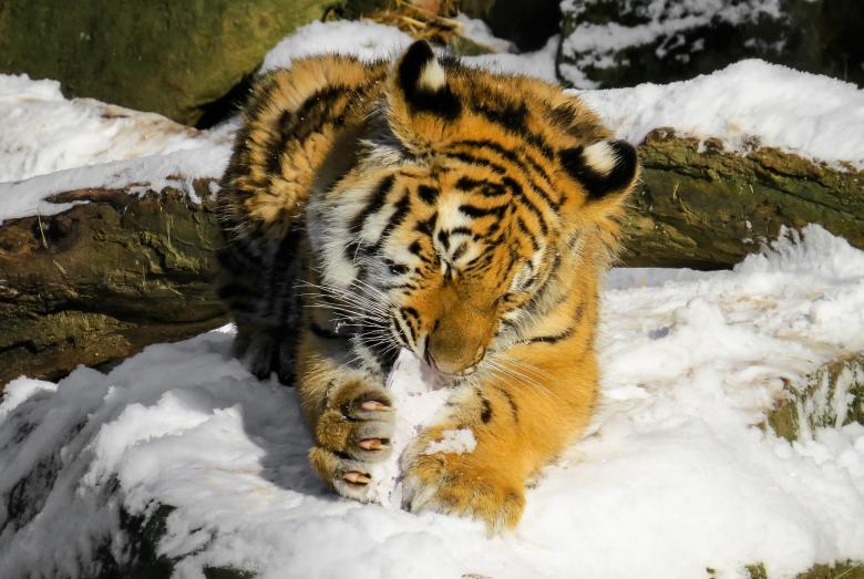 Free stock image of Bengal Tiger created by Pixabay