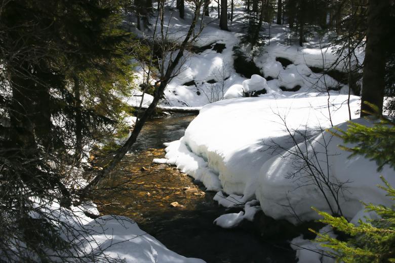 Free stock image of Frozen Jungle created by Pixabay