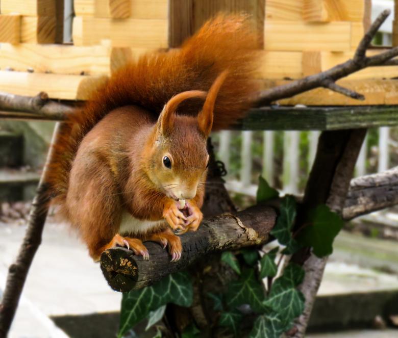 Free stock image of Wild Squirrel created by Pixabay