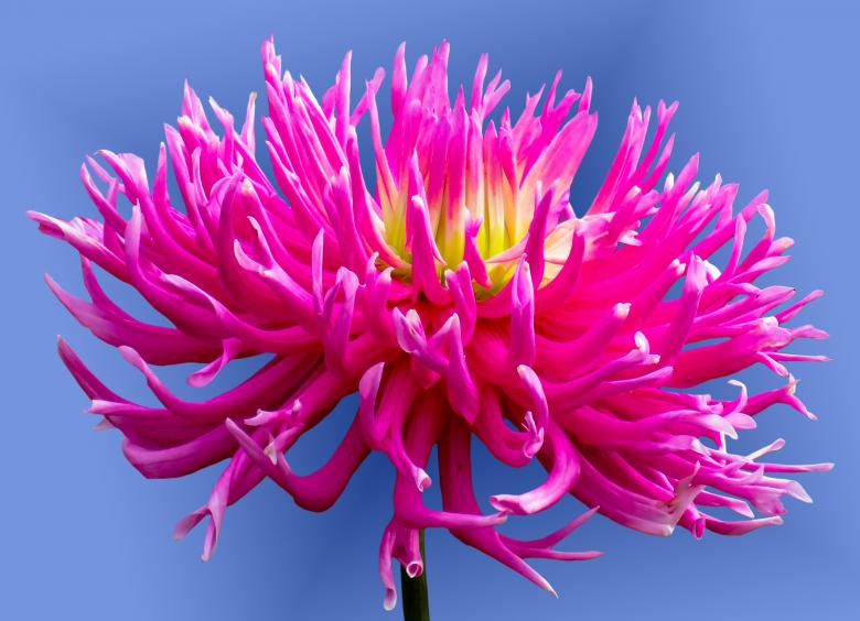 Free stock image of Fresh Flower created by Pixabay