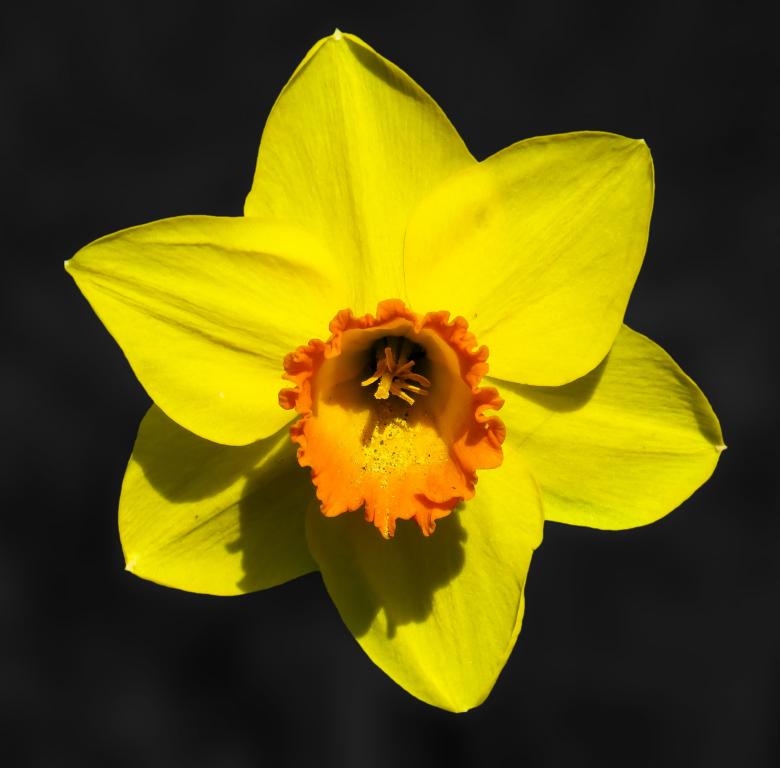Free stock image of Blooming Flower created by Pixabay