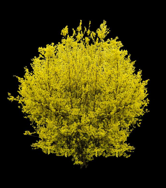 Free stock image of Fresh Forsythia created by Pixabay