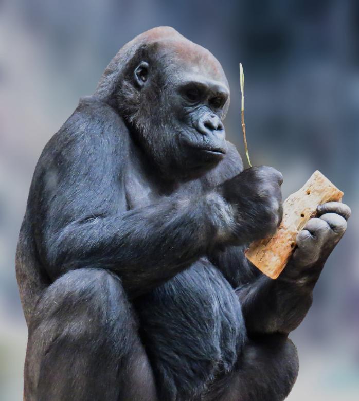 Free stock image of Wild Monkey created by Pixabay