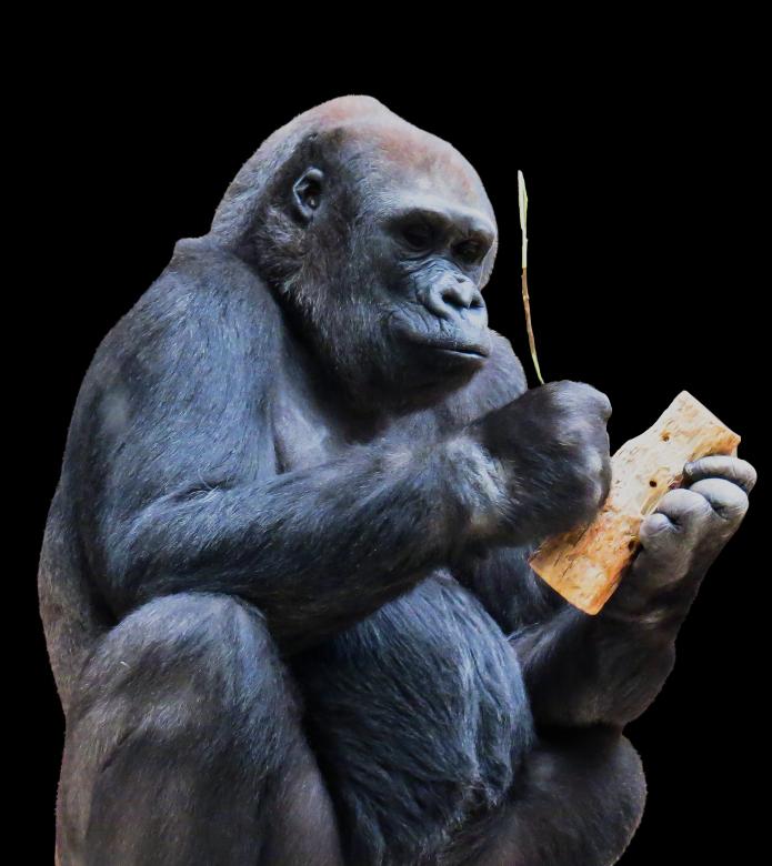 Free stock image of Wild Monkey created by Pixabay