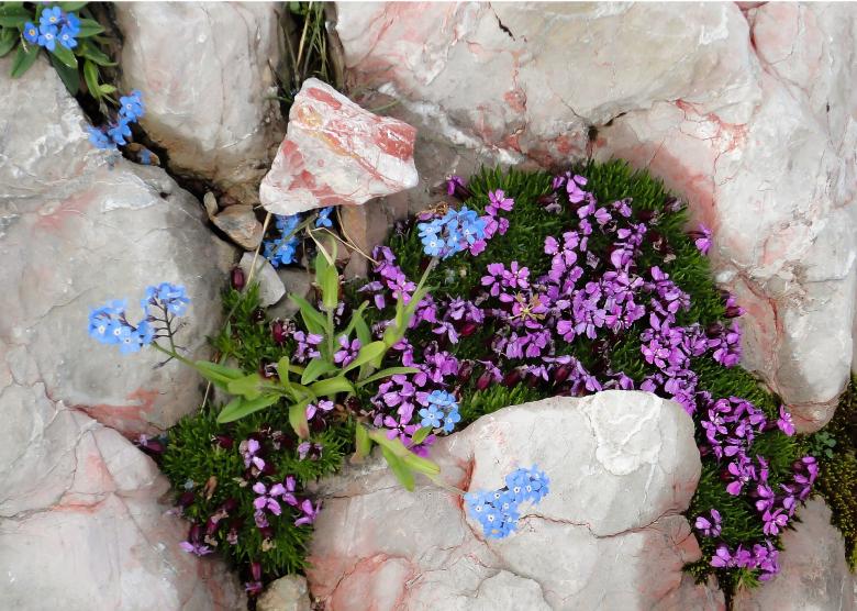 Free stock image of Flowers on the Mountain created by Pixabay