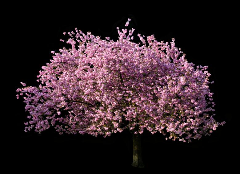 Free stock image of Flower Tree created by Pixabay