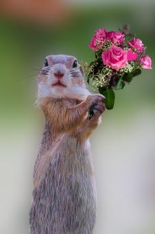 Free Stock Photo of Holding Roses
