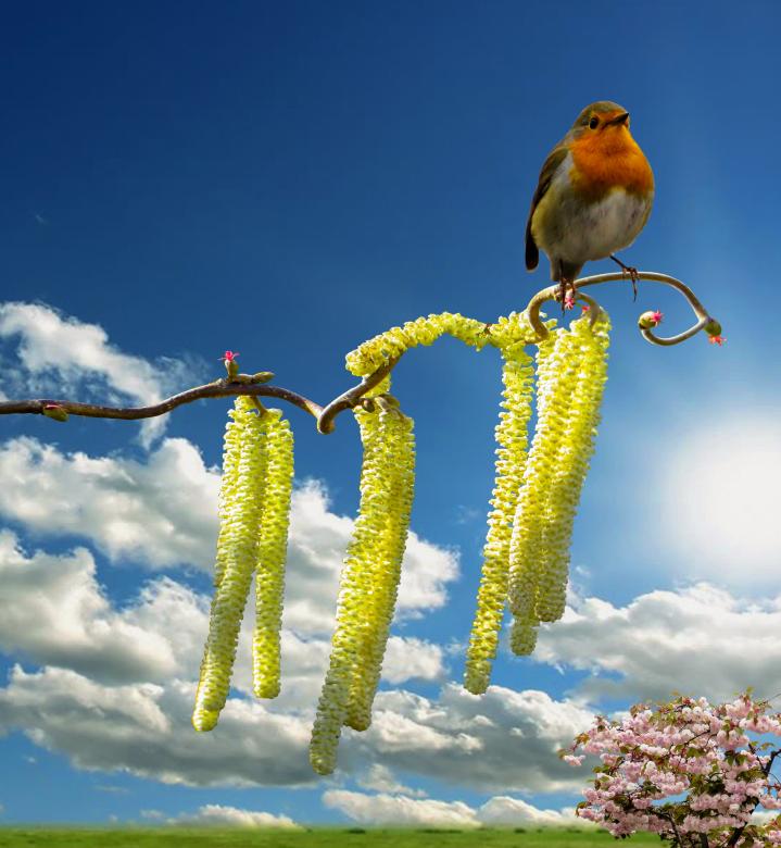 Free stock image of Bird on the Branch created by Pixabay