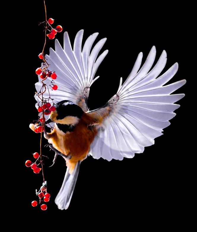 Free stock image of Tit Flying created by Pixabay