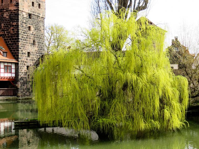 Free stock image of In Nuremberg created by Pixabay