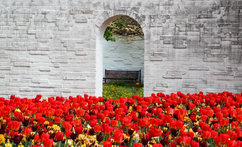 Free stock image of Fresh Tulips created by Pixabay