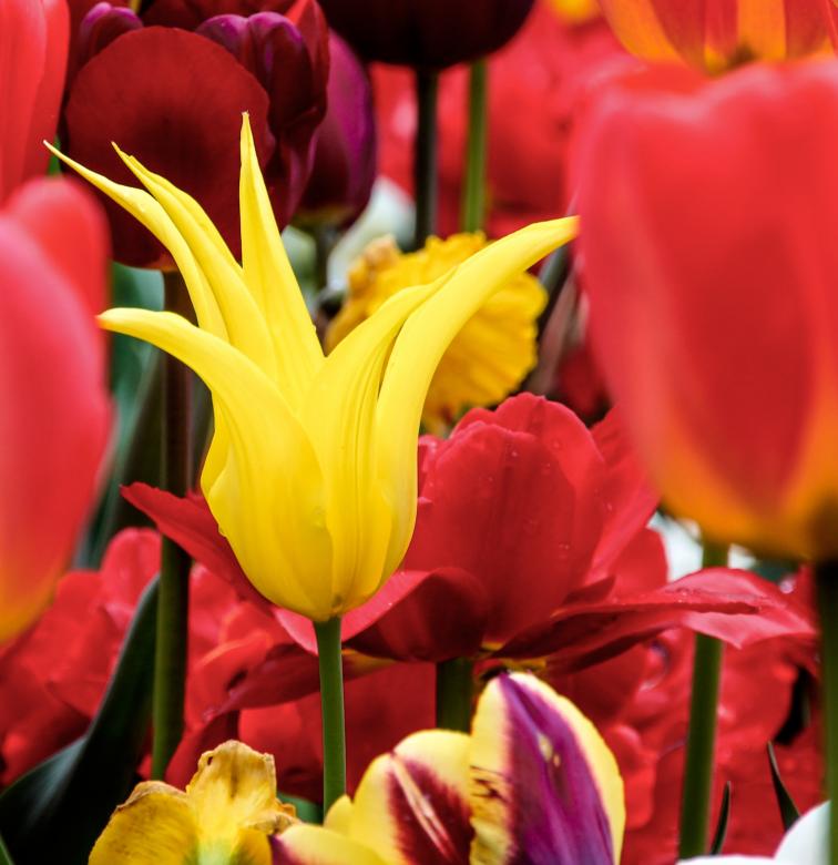 Free stock image of Fresh Tulips created by Pixabay
