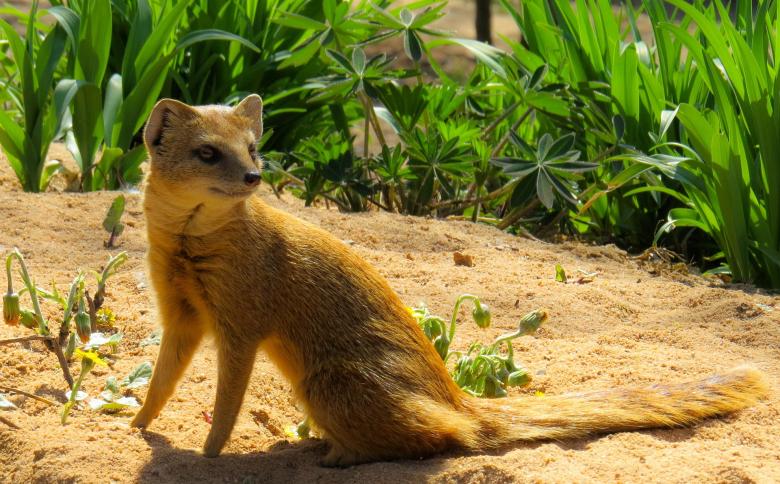 Free stock image of Animal in the Zoo created by Pixabay