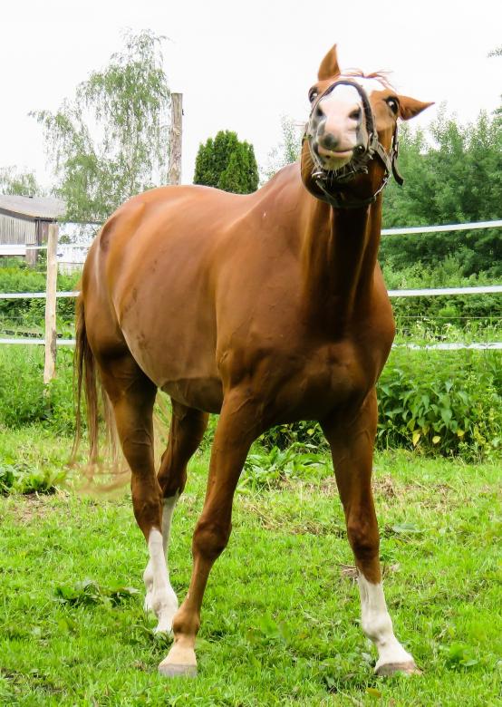 Free stock image of Horse in the Stable created by Pixabay
