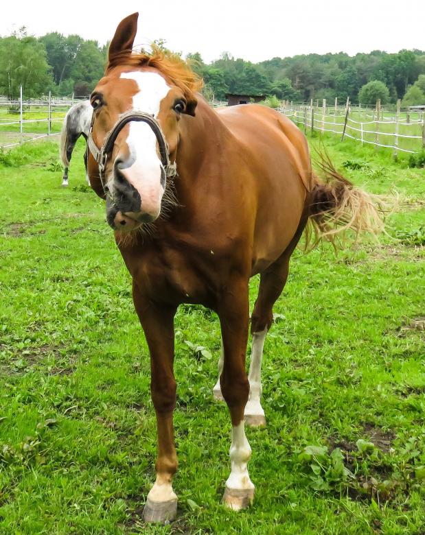 Free stock image of Horse in the Stable created by Pixabay