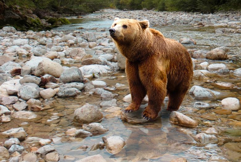 Free stock image of Wild Bear created by Pixabay