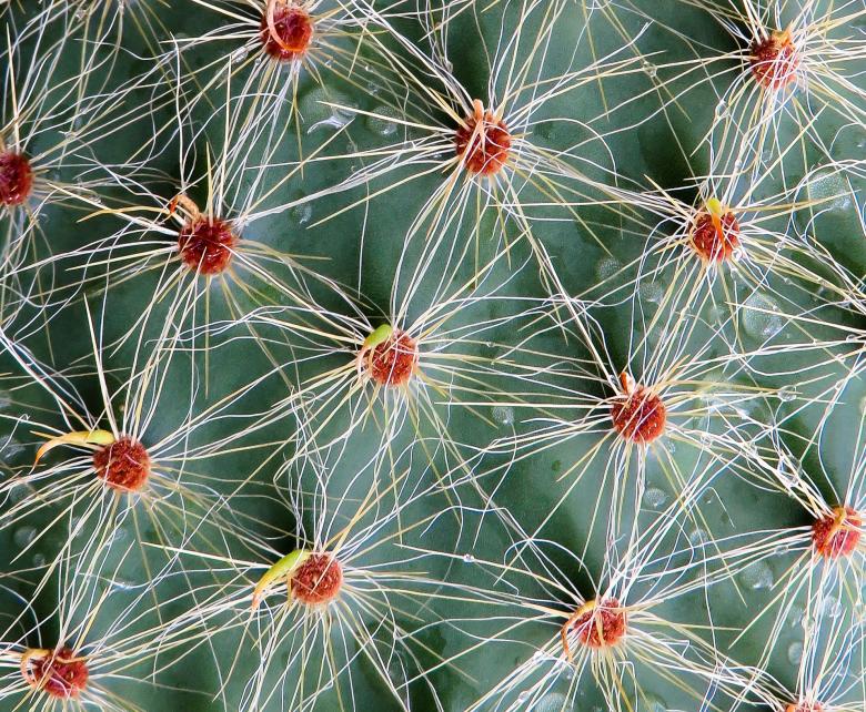 Free stock image of Thorny Cactus created by Pixabay