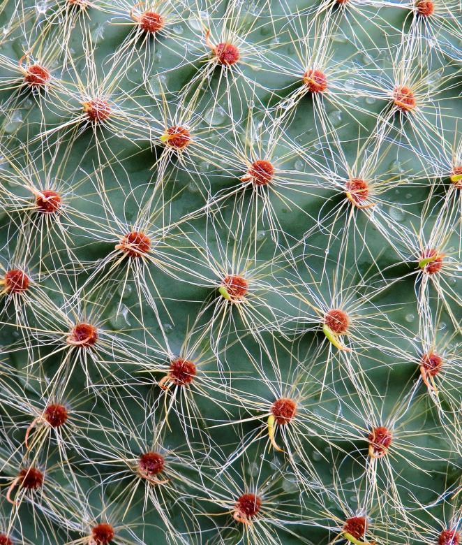 Free stock image of Thorny Cactus created by Pixabay