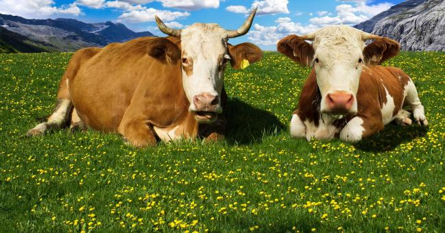 Free Stock Photo of Wild Cows