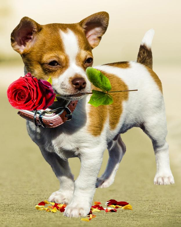 Free stock image of Pet Dog created by Pixabay