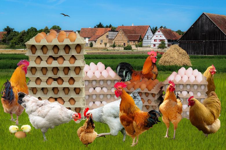 Free stock image of Hens with Eggs created by Pixabay