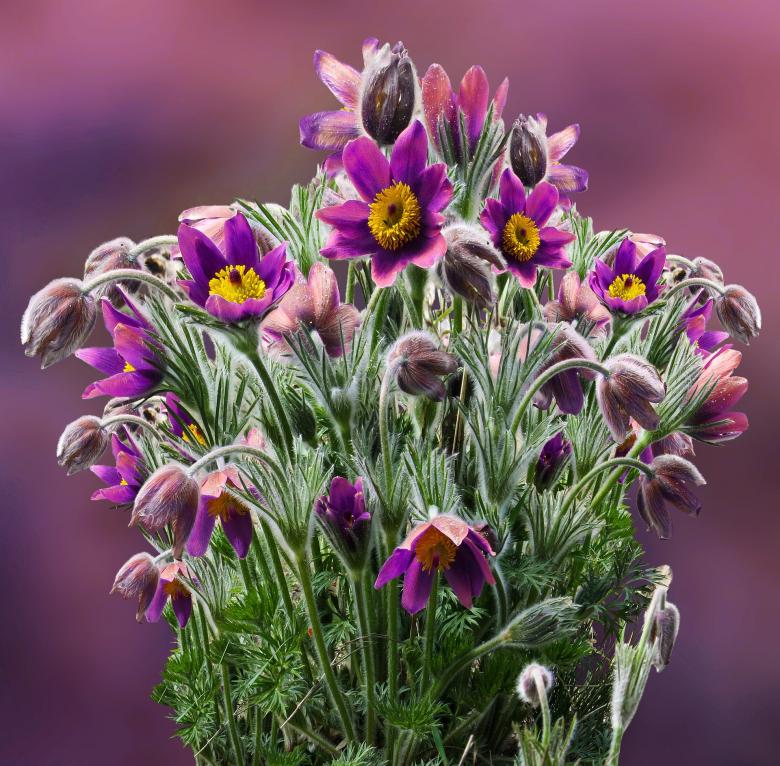 Free stock image of Fresh Flowers in the Garden created by Pixabay