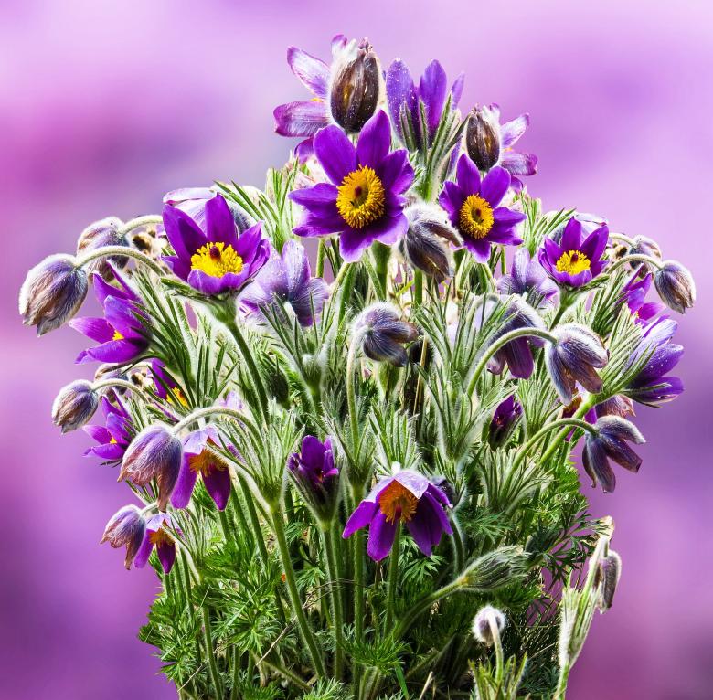Free stock image of Fresh Flowers in the Garden created by Pixabay