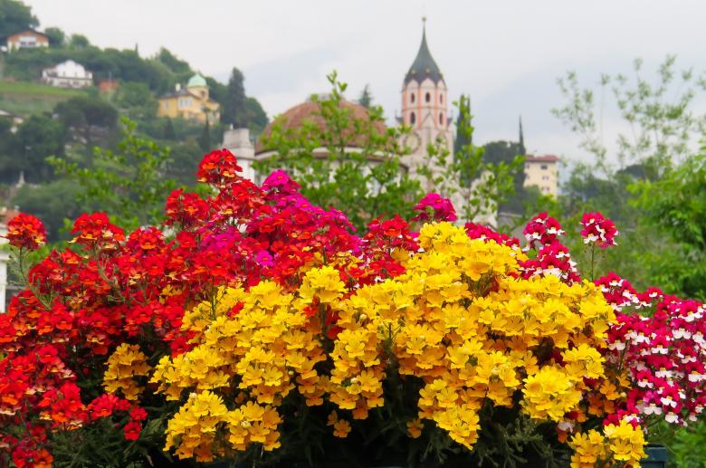 Free stock image of Fresh Flowers in the Garden created by Pixabay