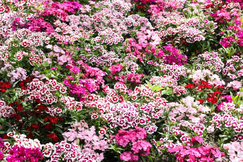 Free stock image of Flowers in the Garden created by Pixabay