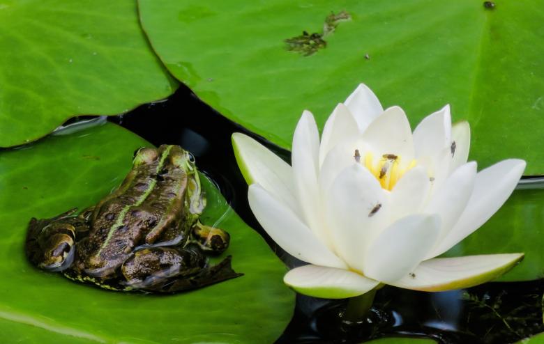Free stock image of Frog in the Pond created by Pixabay