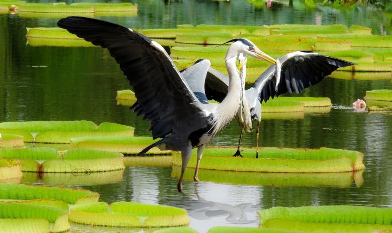 Free stock image of Wild Heron created by Pixabay
