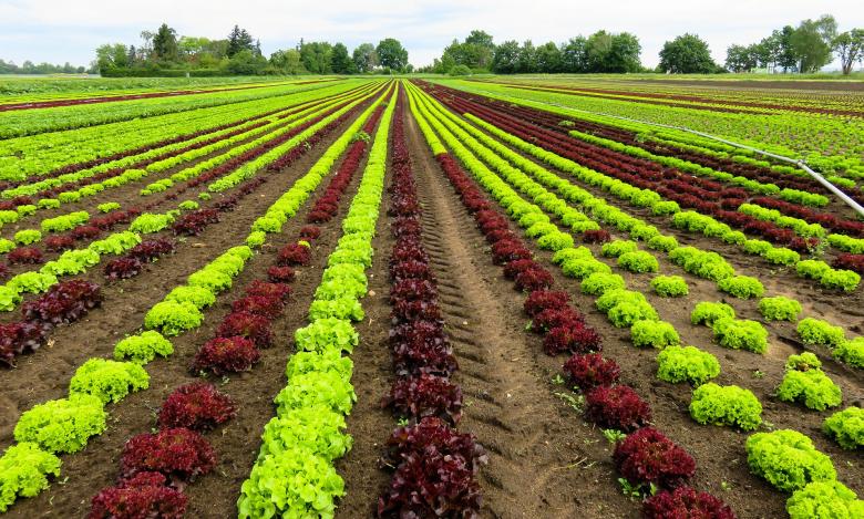 Free stock image of Cash Crop created by Pixabay