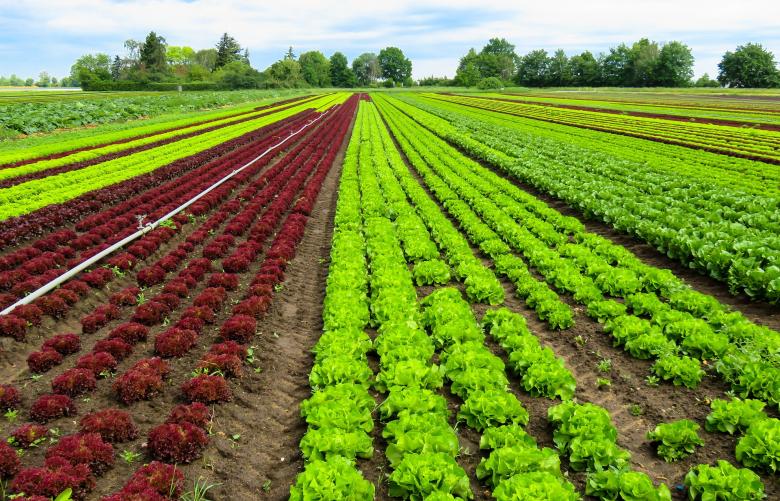 Free stock image of Cash Crop created by Pixabay