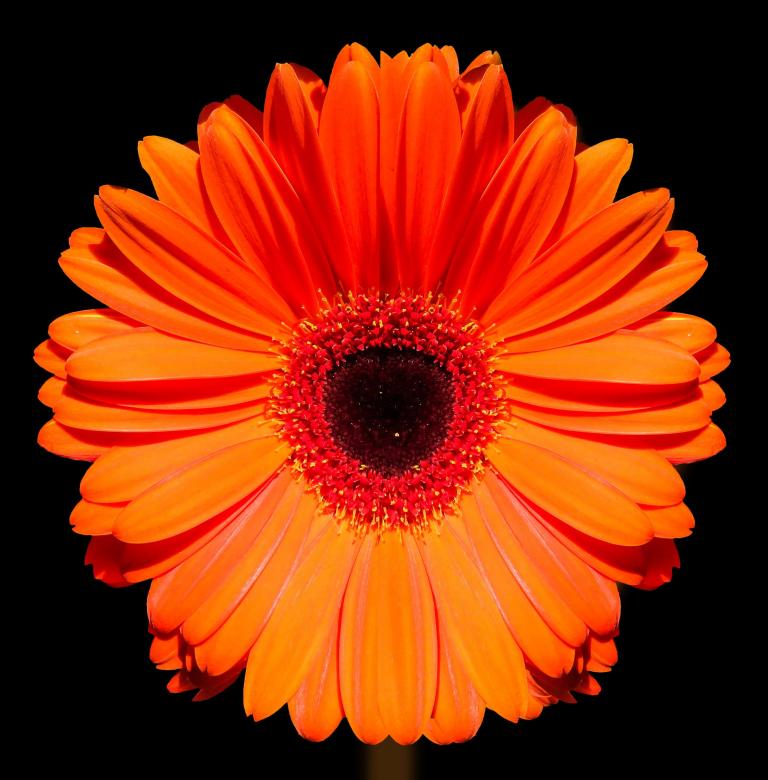 Free stock image of Marigold created by Pixabay