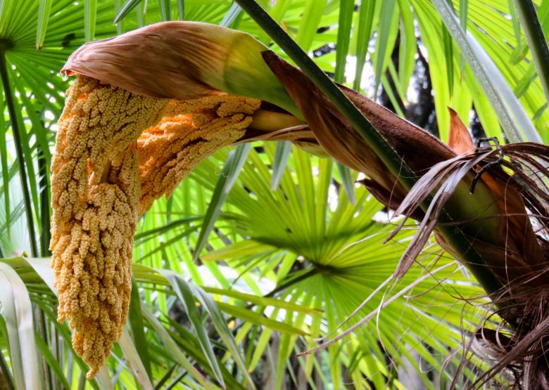 Free stock image of Palm Tree created by Pixabay