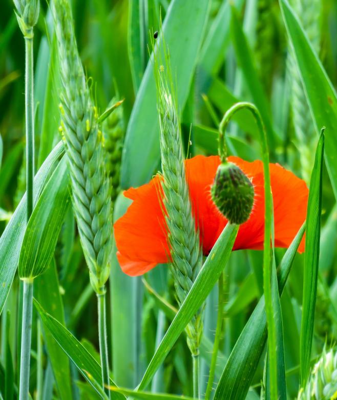 Free stock image of Fresh Poppy created by Pixabay