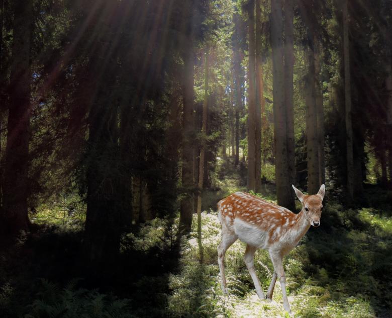 Free stock image of Roe Deer created by Pixabay