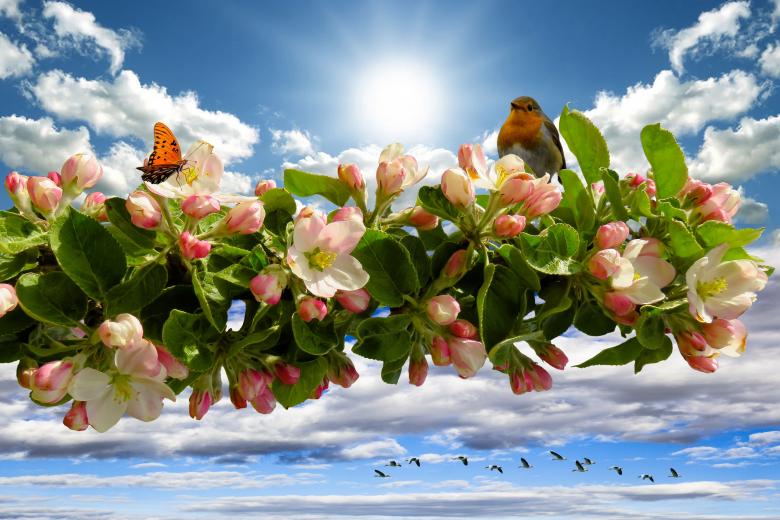 Free stock image of Spring Awakening created by Pixabay