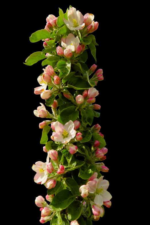 Free stock image of Spring Awakening created by Pixabay