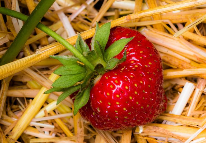 Free stock image of Fresh Strawberry created by Pixabay